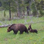 102. Spotykamy niedźwiedzie w Yellowstone