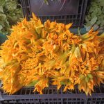 527. Co zrobić z kwiatów dyni?