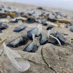 796. Vellella – żeglarz bez steru