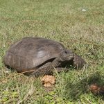 1003. Wiejska sielanka….