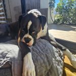 1094. Buick poprawka… Plany…