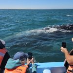 1099. Kaktusy i wieloryby…