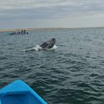 1105. Wieloryby drugi raz