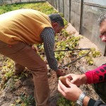 Malargüe – obszar chroniony dla produkcji sadzeniaków w Argentynie