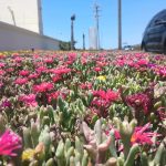 447. Niedziela, pizza, koktajle i bal