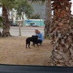 599. Tysiące bezpańskich psów