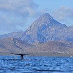 TAJEMNICE BAJA CALIFORNIA